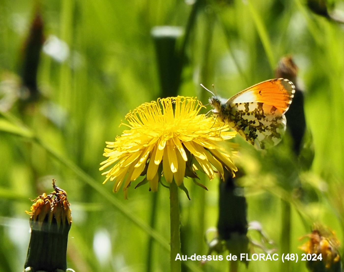 Dandelion, Common flower